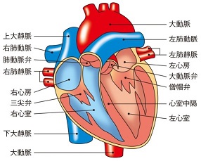 t1c